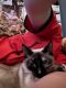 Siamese/Tabby Cats for sale in 3019 S Shobe Rd, Bryant, AR 72022, USA. price: NA