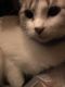 Siamese/Tabby Cats for sale in Milwaukee, WI, USA. price: NA