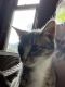 Siamese/Tabby Cats for sale in 351 W State St, Albion, NY 14411, USA. price: NA