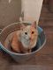 Siamese/Tabby Cats for sale in 2432 Doc Ridgeway Rd, Macks Creek, MO 65786, USA. price: NA