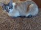 Siamese/Tabby Cats for sale in 2432 Doc Ridgeway Rd, Macks Creek, MO 65786, USA. price: NA