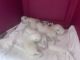 Siamese/Tabby Cats for sale in Salisbury, NC, USA. price: $650