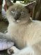 Siamese/Tabby Cats for sale in Coral Springs, FL, USA. price: NA
