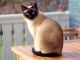 Siamese/Tabby Cats for sale in Highland Rd, Dallas, TX, USA. price: NA