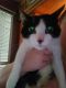 Siamese/Tabby Cats for sale in Washougal, WA 98671, USA. price: $100