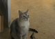 Siamese/Tabby Cats for sale in 8721 Shady Pines Dr, Las Vegas, NV 89143, USA. price: NA