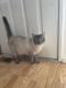 Siamese/Tabby Cats for sale in Kalispell, MT, MT, USA. price: NA