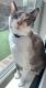Siamese/Tabby Cats for sale in Leander, TX 78641, USA. price: $50