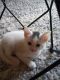 Siamese/Tabby Cats for sale in Soquel, CA, USA. price: $100