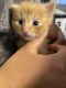 Siamese/Tabby Cats for sale in Bakersfield, CA, USA. price: NA