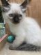 Siamese/Tabby Cats for sale in Winchester, OH 45697, USA. price: NA
