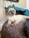 Siamese/Tabby Cats for sale in Gilbert, AZ 85234, USA. price: NA