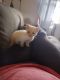 Siamese/Tabby Cats for sale in Yadkinville, NC 27055, USA. price: NA