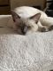Siamese/Tabby Cats for sale in San Antonio, TX 78216, USA. price: $500