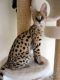 Siamese/Tabby Cats for sale in Texas City, TX, USA. price: NA