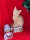 Siamese/Tabby Cats for sale in Lakewood, CO, USA. price: NA