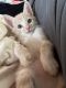 Siamese/Tabby Cats for sale in Dana Point, CA, USA. price: $150