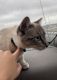 Siamese/Tabby Cats for sale in Sugar Land, TX, USA. price: NA