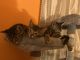 Siamese/Tabby Cats for sale in 1804 E 108th St, Los Angeles, CA 90059, USA. price: $50