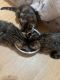 Siamese/Tabby Cats