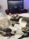 Siamese/Tabby Cats for sale in 7901 N Cortaro Rd, Tucson, AZ 85743, USA. price: $150