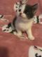 Siamese/Tabby Cats for sale in Greenville, SC, USA. price: $60