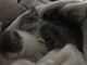 Siamese/Tabby Cats