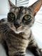 Siamese/Tabby Cats for sale in Glendale, CA, USA. price: $100