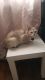 Siamese/Tabby Cats for sale in Glendale, CA, USA. price: $1