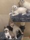 Siamese/Tabby Cats for sale in Miami, FL, USA. price: NA