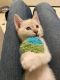 Siamese/Tabby Cats for sale in Modesto, CA, USA. price: NA