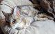 Siamese/Tabby Cats for sale in Tacoma, WA, USA. price: NA