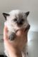 Siamese/Tabby Cats for sale in Tacoma, WA, USA. price: $400