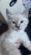 Siamese/Tabby Cats for sale in Loveland, CO, USA. price: $200