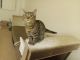 Siamese/Tabby Cats for sale in Everett, WA 98201, USA. price: $100