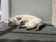 Siamese/Tabby Cats for sale in Hudson, FL 34667, USA. price: NA
