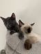 Siamese/Tabby Cats for sale in Arlington, Virginia. price: $300