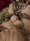 Siamese/Tabby Cats for sale in Crawfordsville, Indiana. price: $700