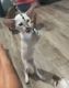 Siamese/Tabby Cats for sale in Adare QLD 4343, Australia. price: NA