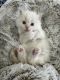 Siamese/Tabby Cats for sale in Hamilton, MI 49419, USA. price: $750