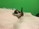 Siamese/Tabby Cats for sale in San Bernardino, CA, USA. price: NA