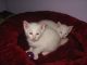 Siamese/Tabby Cats for sale in Philadelphia, PA, USA. price: NA