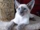 Siamese/Tabby Cats for sale in Los Angeles, CA, USA. price: $300