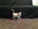 Siamese/Tabby Cats for sale in Cleveland, OH 44103, USA. price: $150