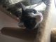 Siamese/Tabby Cats for sale in 121 U.S. 9, Fishkill, NY 12524, USA. price: NA