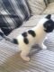 Siamese/Tabby Cats for sale in NJ-17, Paramus, NJ 07652, USA. price: NA