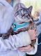 Siamese/Tabby Cats for sale in Chillicothe, MO 64601, USA. price: NA