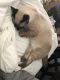 Siamese/Tabby Cats for sale in Fort Lauderdale, FL, USA. price: NA