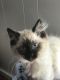 Siamese/Tabby Cats for sale in Newton, NC, USA. price: $25