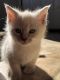 Siamese/Tabby Cats for sale in Jacksonville, NC, USA. price: NA